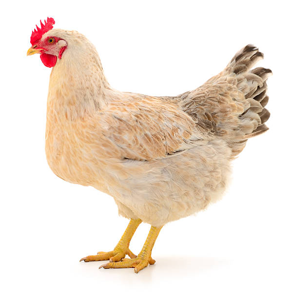 Poulet de chair massala