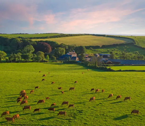 Espace d'élevage bovin