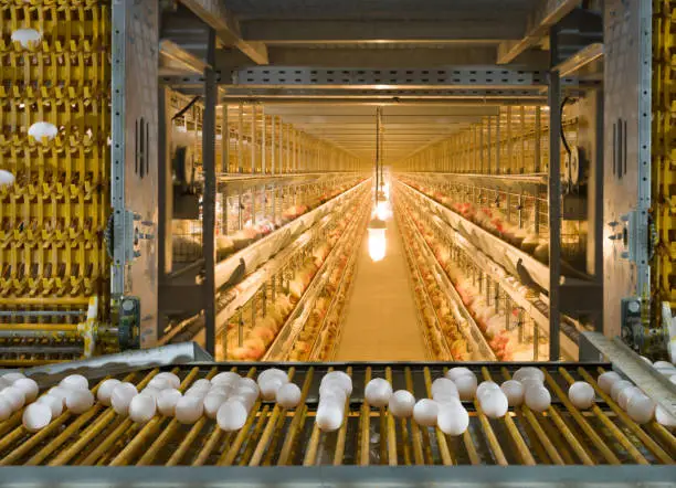 Production de l'œuf