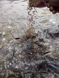 Nourrir les poissons